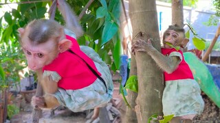 Training Toto and Yaya climb on the tree  They are so happy playful on the tree