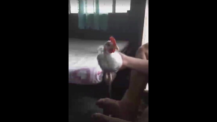 Does this kind of chicken really exist?