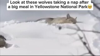 A pack of wolves digging a tunnel through deep snow is a breathtaking display of