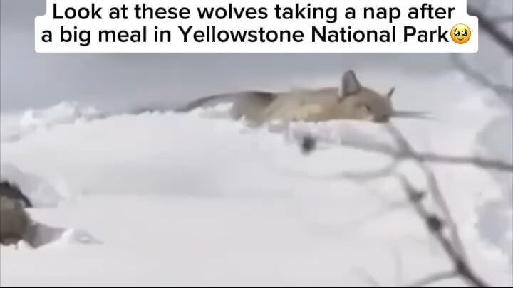 A pack of wolves digging a tunnel through deep snow is a breathtaking display of