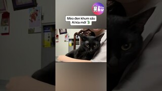 Mèo đen không xấu, mèo nhà ai kia mới xấu 🤣 #Shorts #Yeulu #Yeuluofficial