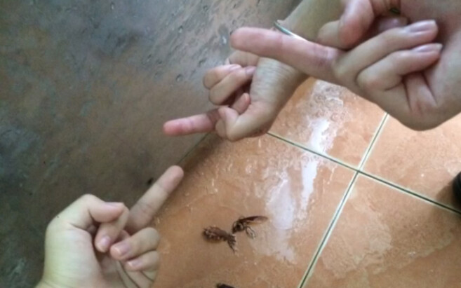 Kondisi terkini saat para siswi kelas 10 membasmi kecoak di asrama perempuan