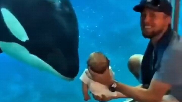 มอบลูกให้ปลาวาฬเพชฌฆาตเล่นด้วย