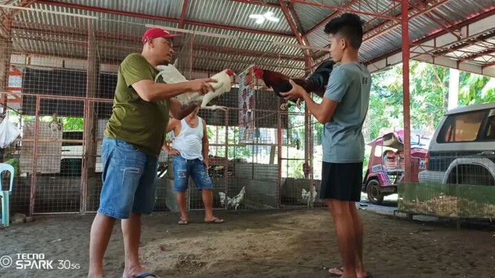 National Born 7months old, first spar