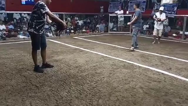 2x winner Black Unscratched again Vs Known Cocker/breeder