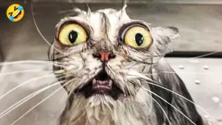 Don't try to hold back Laughter - Funny Cats Life �不