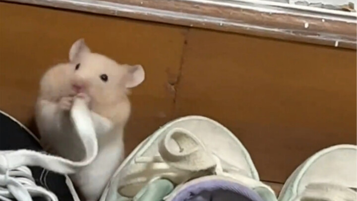 That rebellious kid sneakingly eating my shoelaces late at night!