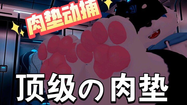 【肉垫动捕】❤绝美の肉垫！？
