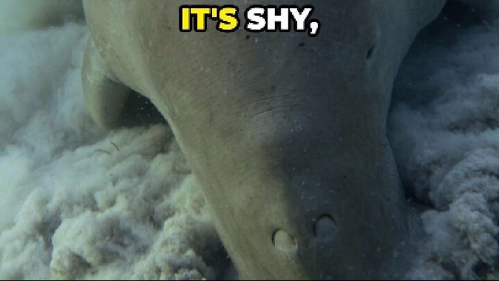 Dugong: The Gentle Sea Cow of Tropical Waters