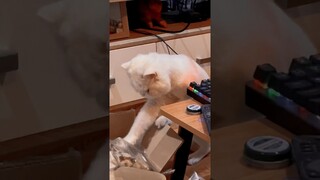 เจ้าเงิน😸 #ทาสแมว #คลิปแมวตลก #cutecat #คลิปสัตว์เลี้ยงน่ารัก #คลิปแมวน่ารัก #คลิปแมว #คลิปตลก #ขำๆ