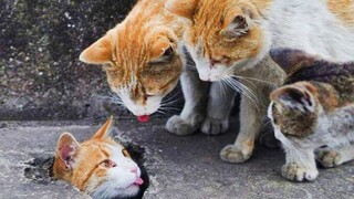 Hilarious CATS that Radiate Extremely Chaotic Energy 😂 Funny Pet Videos