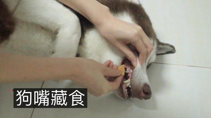 What kind of magical reaction will you get if you suddenly hide a cookie in your husky’s mouth?