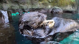 小海獭吃牡蛎，敲敲敲~敲可爱！