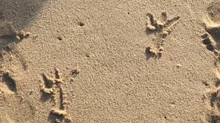 Mengapa ada jejak kaki ayam di pantai?