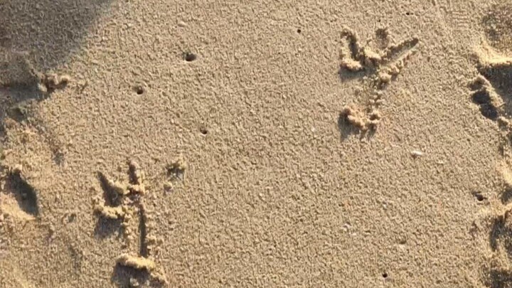 Mengapa ada jejak kaki ayam di pantai?
