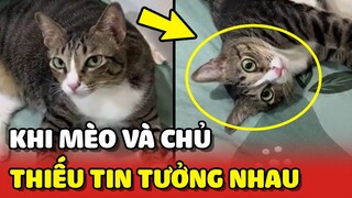 Khi chủ và mèo THIẾU TIN TƯỞNG NHAU nhưng phải sống chung 1 nhà 😂 | Yêu Lu