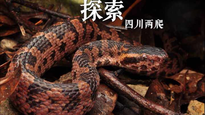 The highly venomous krait is actually a total couch potato!