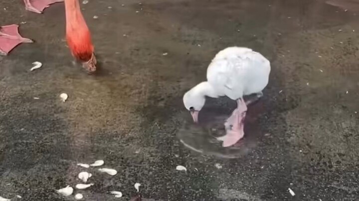 Bạn đã thấy chim hồng hạc con chưa? 🦩 Đáng yêu cực độ – Tổng hợp động vật, phần 7