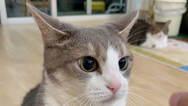 Kucing Jahat Kelas Dunia