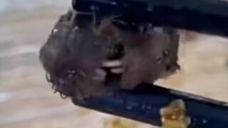 A rat's head found in a school cafeteria in Jiangxi; officials clarify it was duck neck...