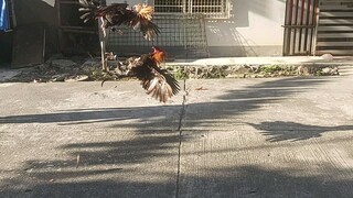 pangalawang bitaw grabi lakas paren nang paloan nang 5K sweater ko🐓