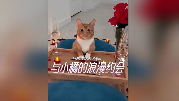 Ayo kencan romantis dengan si kucing oranye kecil 🌹
