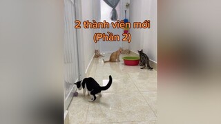 Trả lời  tiếp tục drama trong ngôi nhà chung 🤣 mèo cats vitaminmèo