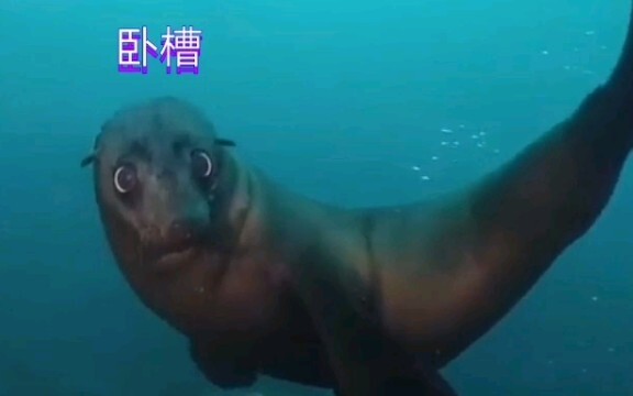 Seal: Holy shit, so ruthless!