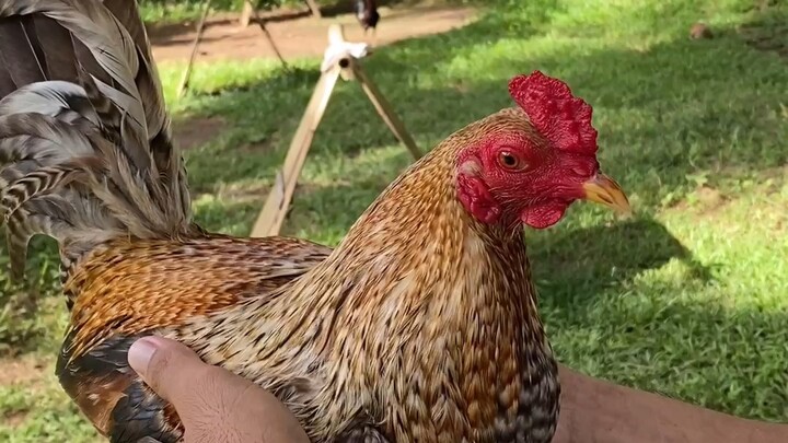 Irishdomsweater a capgamefowls lines ❤️🏆🏆🏆