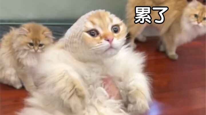 给你们看看长毛猫真实脑袋有多大