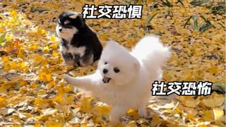 الفرق بين "الجرو الانطوائي" و"الجرو المنفتح" واضح جدًا!