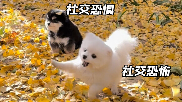 The differences between "introverted puppies" and "extroverted puppies" are so striking!