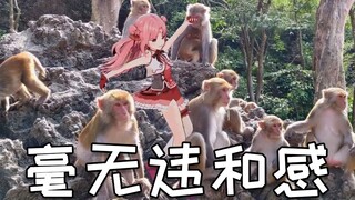 什么？扇宝要去猴山开演唱会？