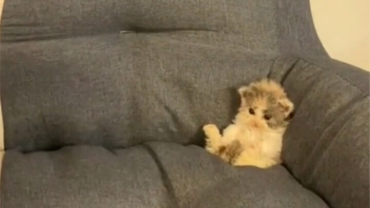 "Darn it! Is there a naturally curly milk cat too?"