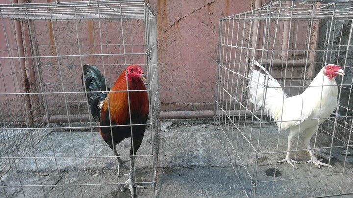 Pure Gilmore and white kelso