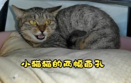 Hai bộ mặt của chú mèo nhỏ: từ hung dữ nhe răng đến quấn quýt không rời.