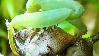 Insting DNA biologis—takdir belalang sembah bukan memangsa jangkrik, melainkan kadal yang ingin mema