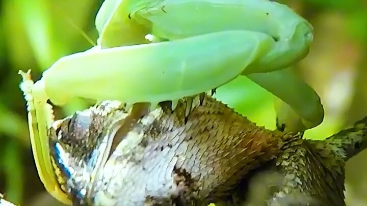 غريزة الحمض النووي البيولوجي – اليعسوب لا يصطاد الزيز، بل يصطادني السحلية التي تريد أكلني.