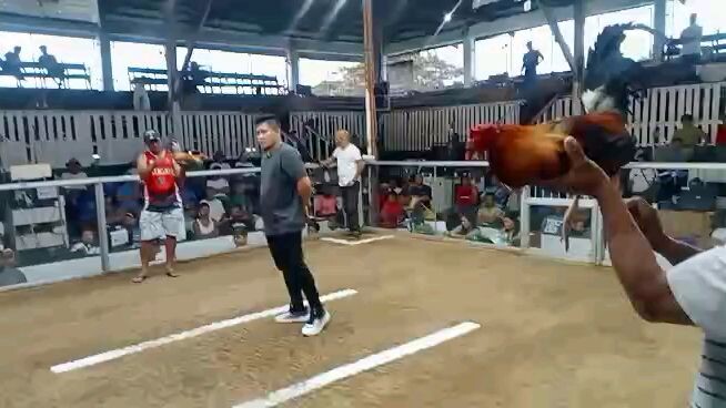 pila colisium win 10