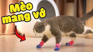 Mèo mang vớ sẽ như thế nào? | The Happy Pets #42