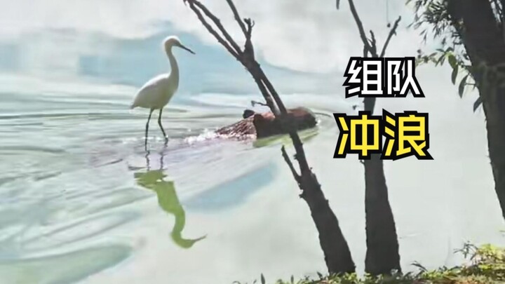 Those unexpectedly hilarious animal videos!