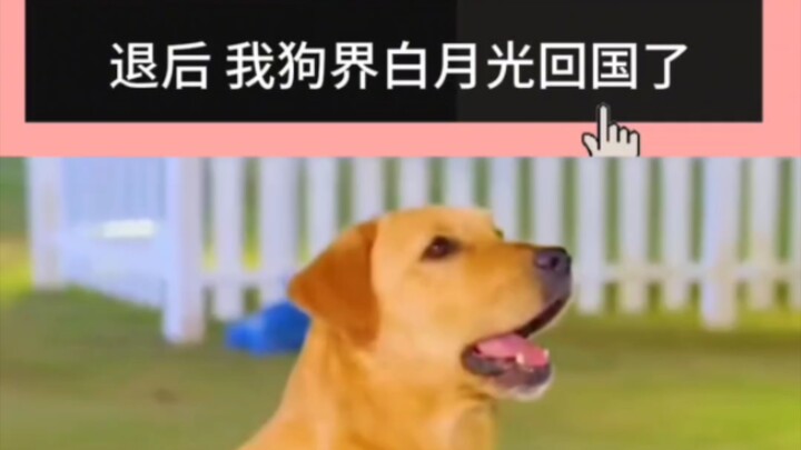 How could I not love dogs after watching Divine Dog Xiaoqi grow up?