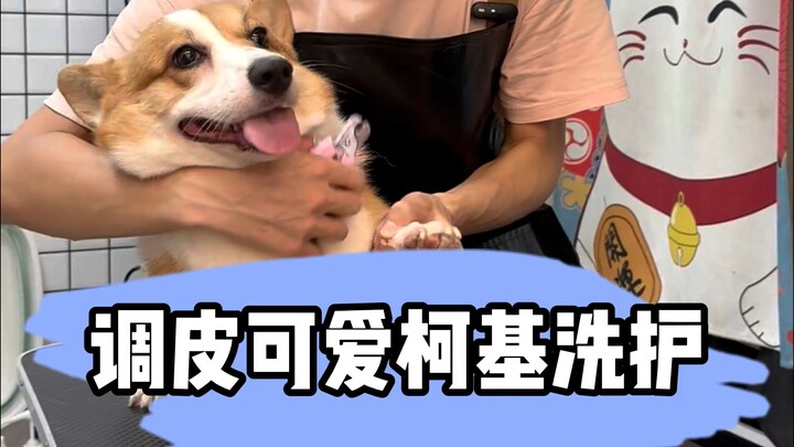 Chăm sóc cún Corgi tinh nghịch dễ thương