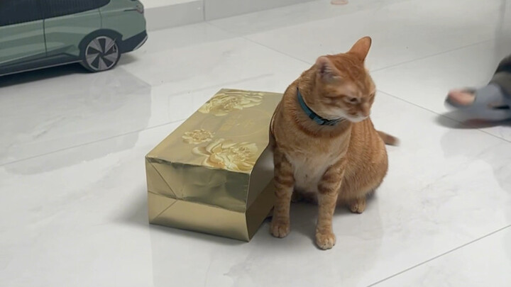 What kind of cat is a “bao bei”?