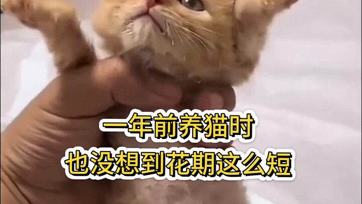 Saat memelihara kucing setahun yang lalu, saya sama sekali tidak menyangka masa berbunganya begitu s
