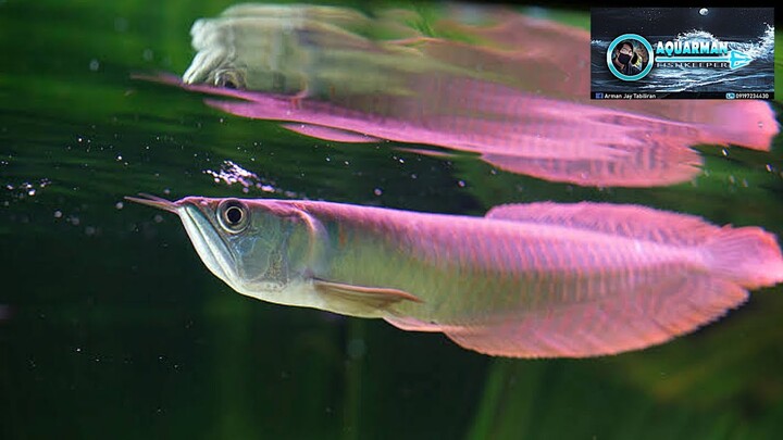 HOW I FEED MY Arowana - Gordon the Dragon Fish