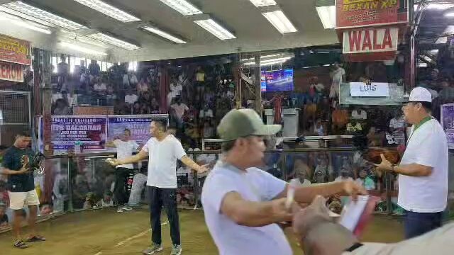 2hits champion🏆🐓 ulit 1ST Fight 2 wins na alimbuyugin 2nd champion na din nya