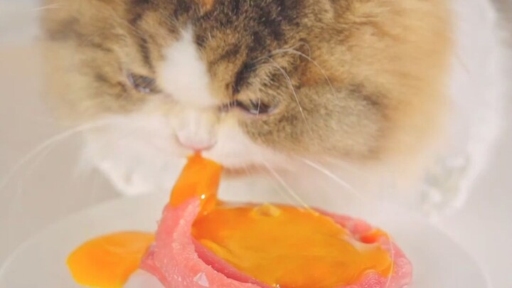 Kucing: Mie ini terlalu tebal, sama sekali nggak bisa habisin