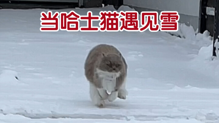 How much fun can a little kitten have in the snow?