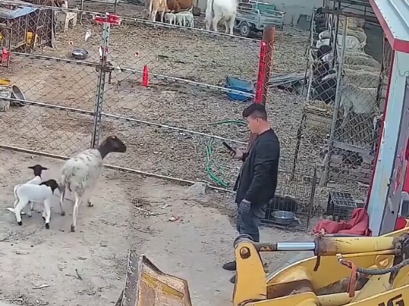 Those two little lambs aren’t even weaned yet—so sad! Let’s just roast them together!